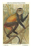 Golden Guenon Monkey