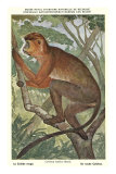 Red Colobus Monkey
