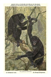 Buy Bonobo Pygmy Chimpanzee at AllPosters.com