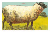 Black-Faced Sheep