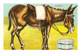 Saddled Donkey