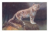 Snow Leopard