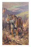 Tiger in the Grasslands