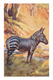 Mountain Zebra