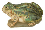 Painted Frog