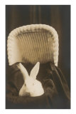 Rabbit in Pram
