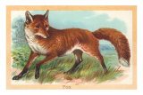 Fox in the Meadow