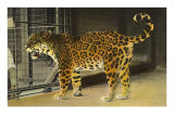 Leopard in Zoo Cage