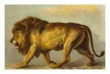 Stalking Lion