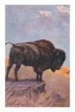 Buffalo on the Prairie