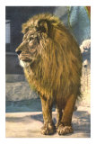 Lion at Zoo