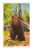 Grizzly Bear