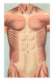 Buy Musculature of the Chest Area at AllPosters.com