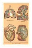 Illustrations of Internal Organs