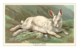 Alpine Hare