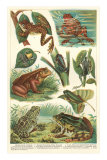Variety of Amphibians