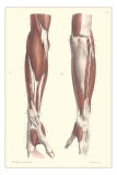 Buy Musculature of the Forearm at AllPosters.com
