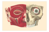 Buy Muscles and Bones of the Face at AllPosters.com
