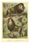 African and Asiatic Lions