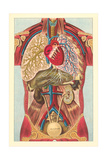 Buy Interior View of Human Abdomen at AllPosters.com