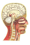 Buy Inside of the Head at AllPosters.com