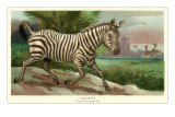 Running Zebra