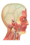 Buy Muscles and Veins of the Head and Neck at AllPosters.com