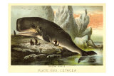Beached Sperm Whale