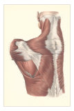 Buy Muscles of the Back at AllPosters.com