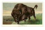 Buffalo Stamping