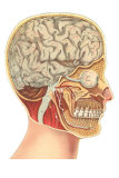 Buy Interior of the Head at AllPosters.com