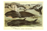 Marine Mammals