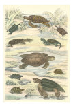 Turtles and Tortoises