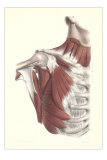 Buy Musculature of the Shoulder Area at AllPosters.com