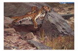 Snow Leopards