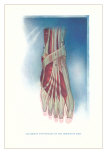 Buy Ligaments and Muscles of Dorsum of Foot at AllPosters.com