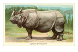 Indian Rhinoceros