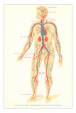 Schematic of Circulatory System