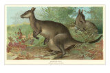 Big Gray Kangaroos