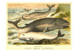 Varieties of Whales