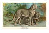 Cheetahs
