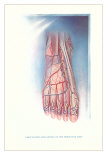 Buy Circulation and Nerves of Dorsum of Foot at AllPosters.com