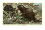 Beavers Building Dam