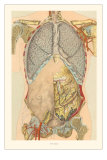 Buy The Thorax, Showing Lungs at AllPosters.com