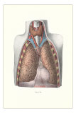 Buy Lungs, Trachea and Thyroid at AllPosters.com