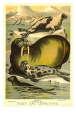 Buy Seals on Ice at AllPosters.com