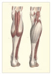 Buy Musculature of the Lower Leg at AllPosters.com