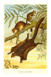 Flying Squirrels