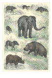 Variety of Mammals