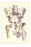 Buy Sacroiliac Bones at AllPosters.com